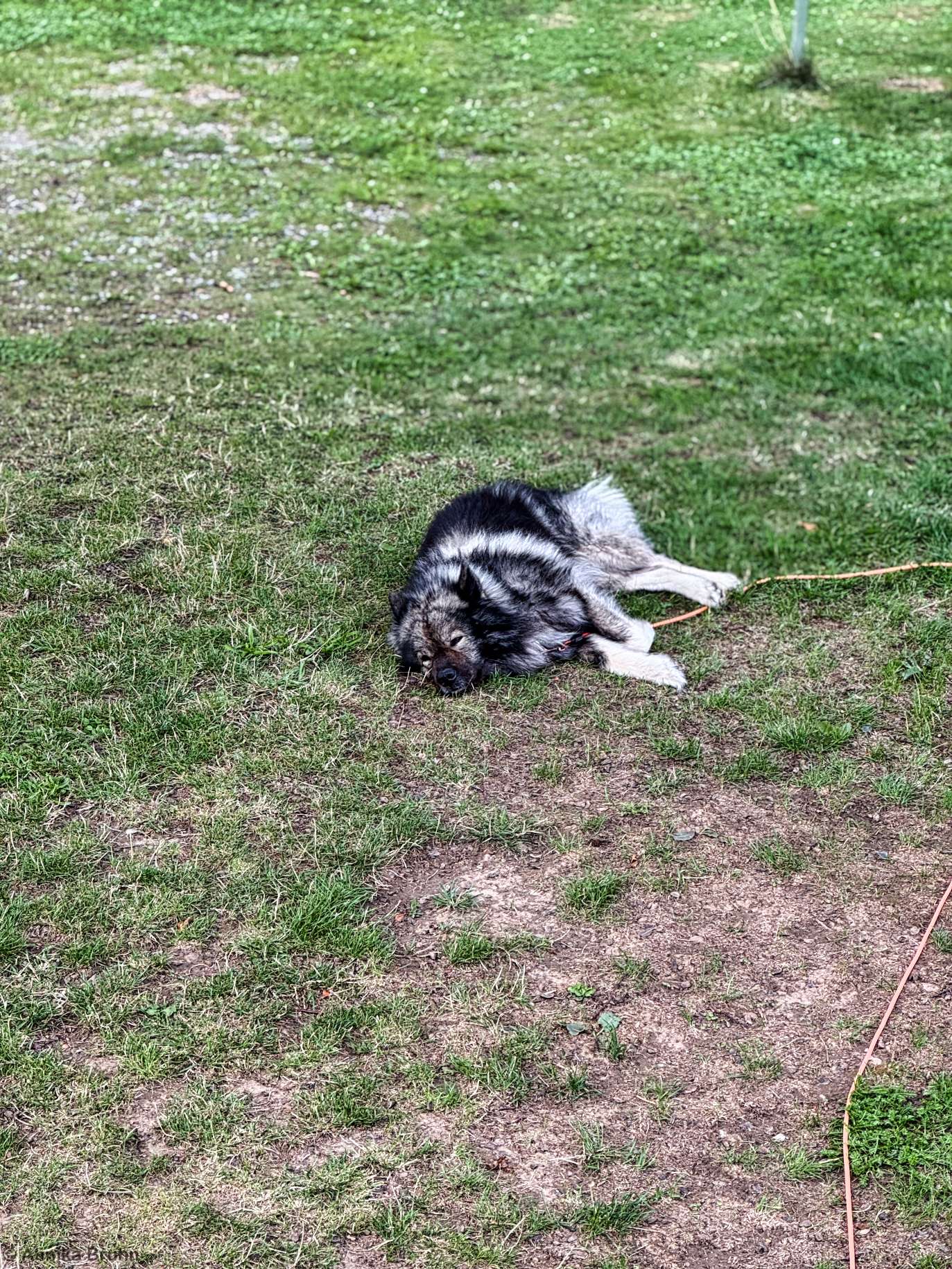 Q ist ganz schön müde